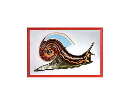 ��ţ���ʸ���ģ��