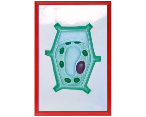 ֲ��ϸ������ģ��