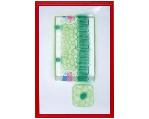 Ҷ���측��ģ��