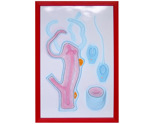 ˮ���ʷŴ󸡵�ģ��