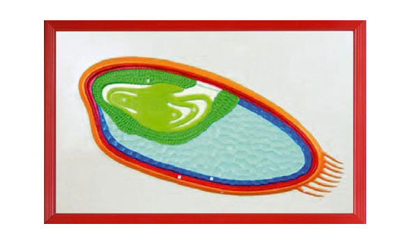 С��ѿ���ʷŴ󸡵�ģ��