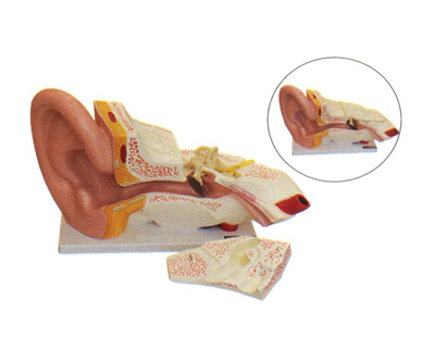 �������������ڣ�����