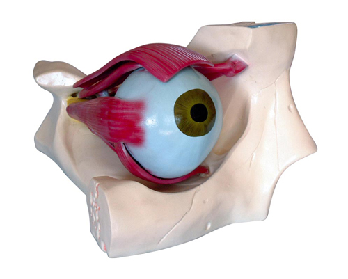 �۽���ģ��