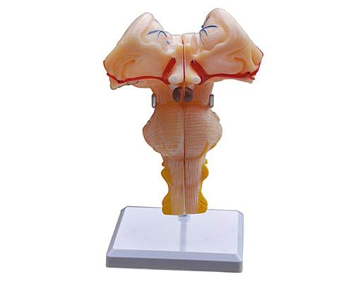 �ԸɷŴ�ģ��