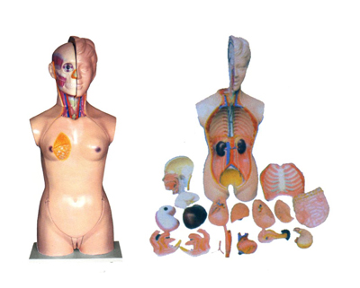 Ů��ͷ����������ģ��