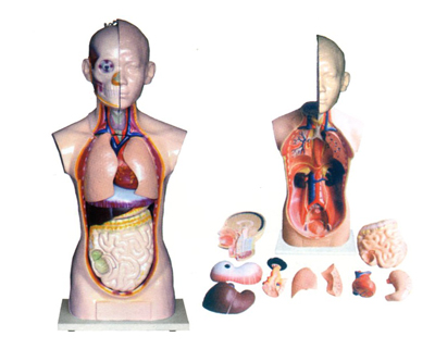 ����ͷ����������ģ��