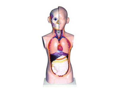 ����ͷ����������ģ��