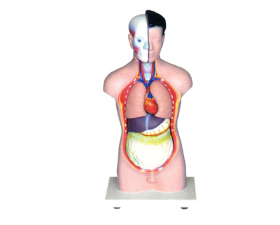 ����ͷ����������ģ��