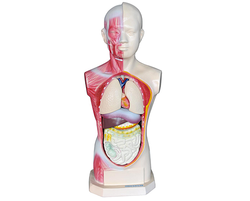 ������ͷ����������ģ��