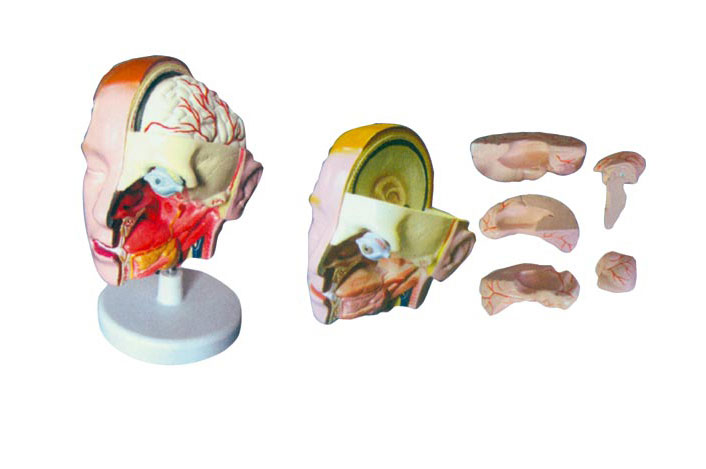 ͷ���ʸ���ģ�ͣ�6������