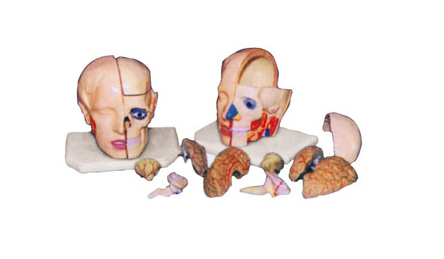 ͷ���ʸ���ģ�ͣ�10������