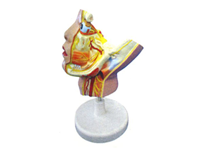 �����񾭼����֧ģ��