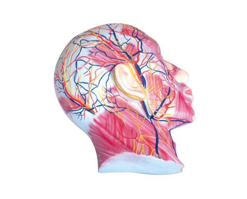 ����ǳ�㼡����Ѫ��