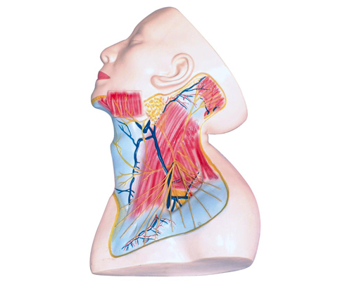 ����ǳ�����ģ��