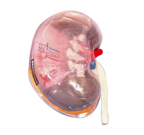 ͸������ģ��