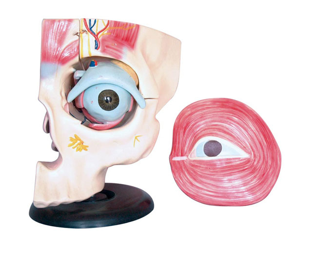 �ۿ������ܽ���