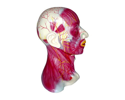 ����ǳ�㼡��Ѫ����ģ��