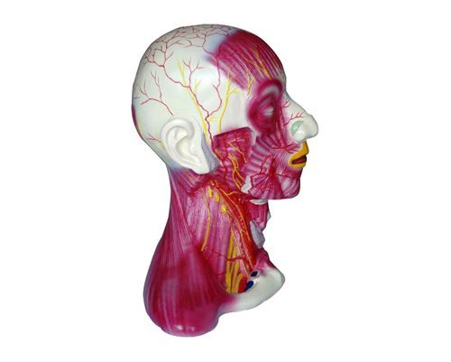 �����в㼡��Ѫ����ģ�� 