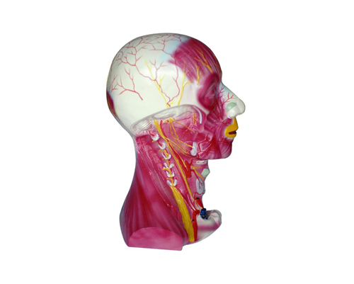 ������㼡��Ѫ����ģ��