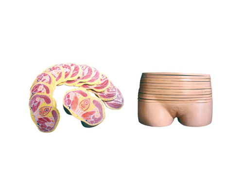 Ů���貿��϶ϲ����ģ��