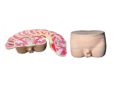 �����貿��϶ϲ����ģ��