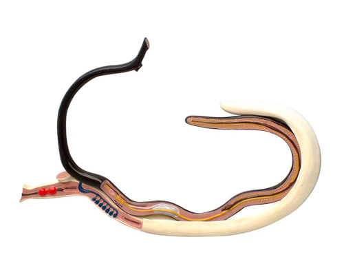 Ѫ����ģ�ͣ����ۺϱ���