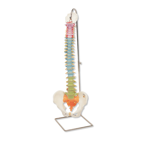 ��ѧ�û����ģ��