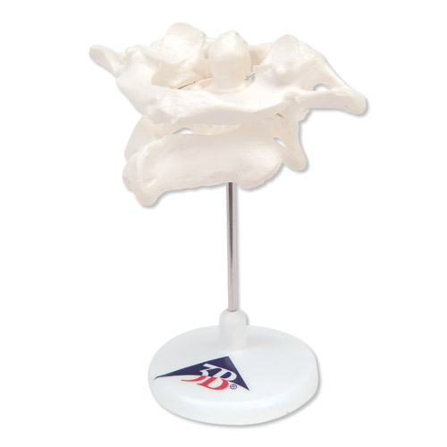 ��׵����׵��������ڿɲ�ж����