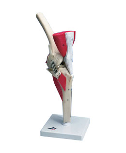 ������ϥģ��