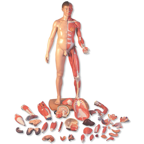 3B Scientific���˴�С����ŷ�����弡���ģ����39����