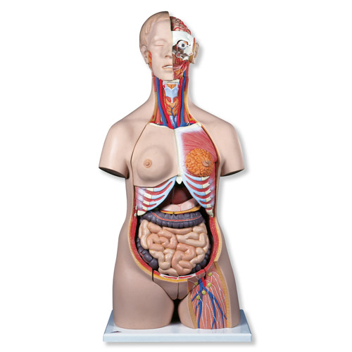 ��������������ģ����24����