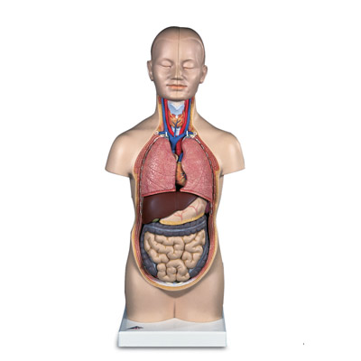 С������ģ����12����