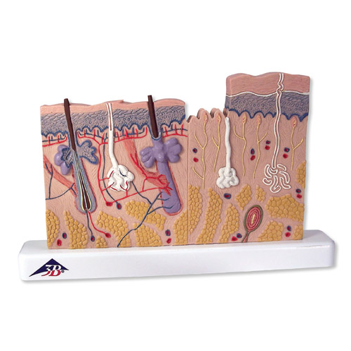 Ƥ������ģ����ʵ���40��