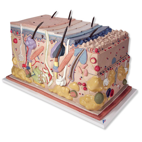 Ƥ������״ ģ����ʵ���70��