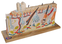 ���в�ͬ�׶����˵�Ƥ��ģ����ʵ���75��