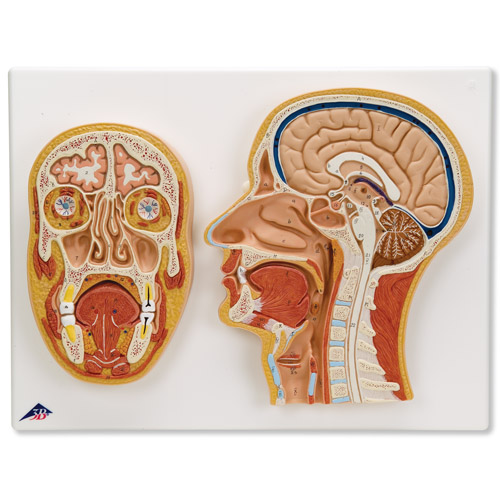 ͷ�в���ǰ���ϲ���