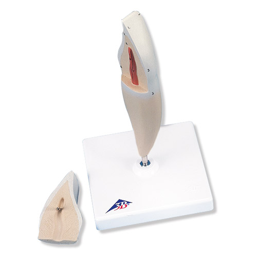 ����гݣ� 2����