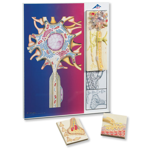 ��������ѧ��ϵ����5��Ż�ģ�����ڽ�����ʾ��