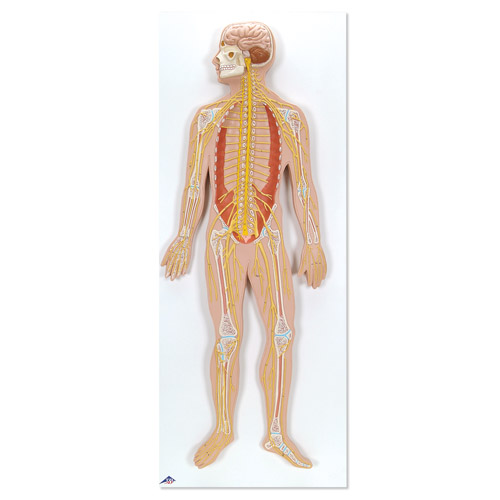 ��ϵͳģ����ʵ���1/2