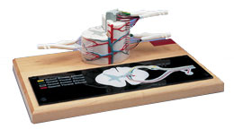 ����ģ����ʵ���6��