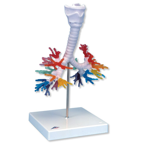 CT֧���ܴ��ʺ�