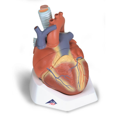 ����ģ�ͣ�7����