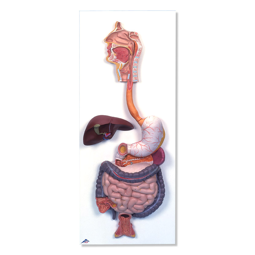 ����ϵͳģ�ͣ�2����