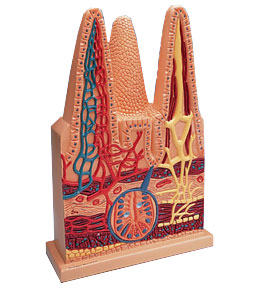 ����ëģ�ͣ�ʵ���100��