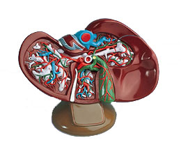 �ε�ģ����ʵ���1.5��