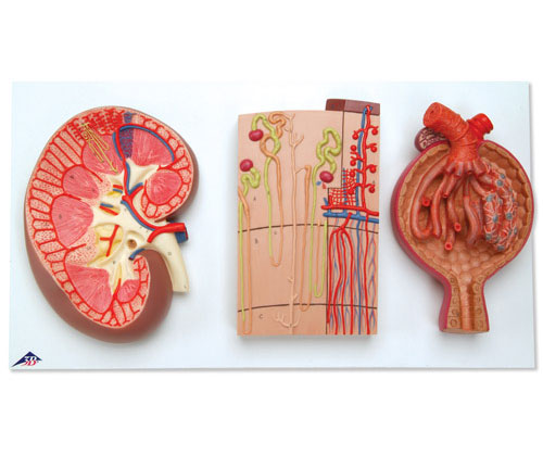 ������������λ��Ѫ�ܺ���С��ģ��