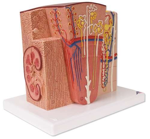 3B MICROanatomy����ģ��