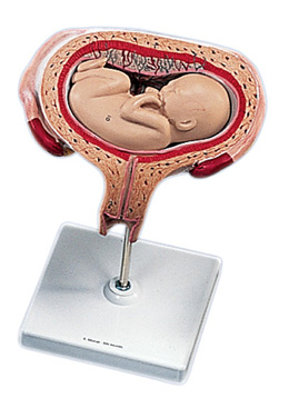 �������̥��������λ