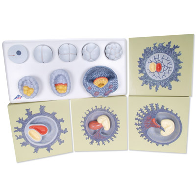 ��̥��������ģ����12���׶�