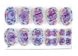 ��������ģ��